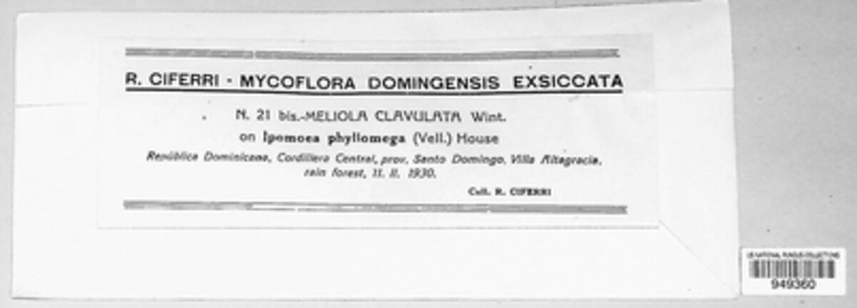 Meliola clavulata image
